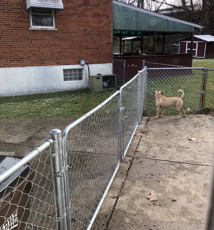 A silver chain link fence enclosing a back yard beside a brick house, with a small dog standing in the yard.